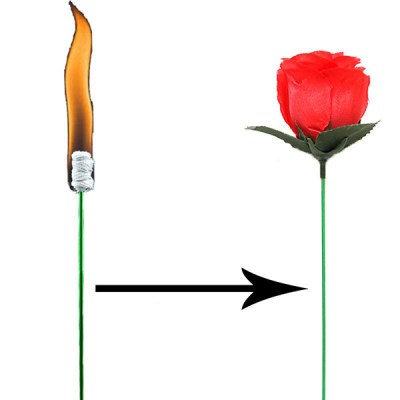 Torch To Rose - Plus